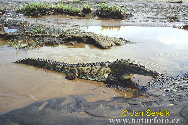 Krokodíl dlhohlavý (Crocodylus acutus)