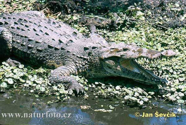 Krokodíl dlhohlavý (Crocodylus acutus)