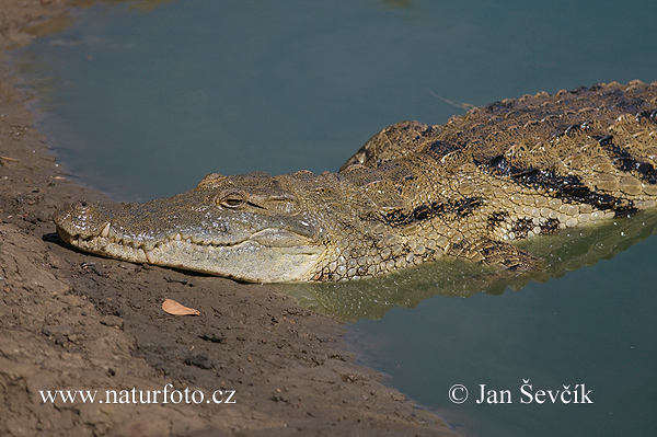 Krokodíl nílsky (Crocodylus niloticus)