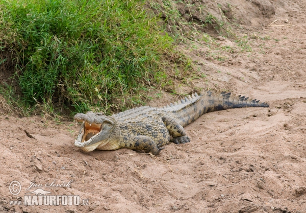 Krokodíl nílsky (Crocodylus niloticus)