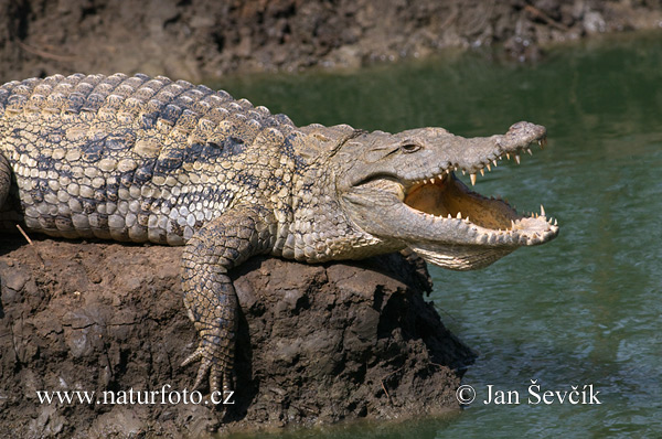 Krokodíl nílsky (Crocodylus niloticus)