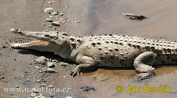 Krokodýl americký (Crocodylus acutus)