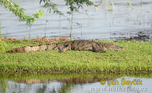 Krokodýl bahenní (Crocodylus palustris)