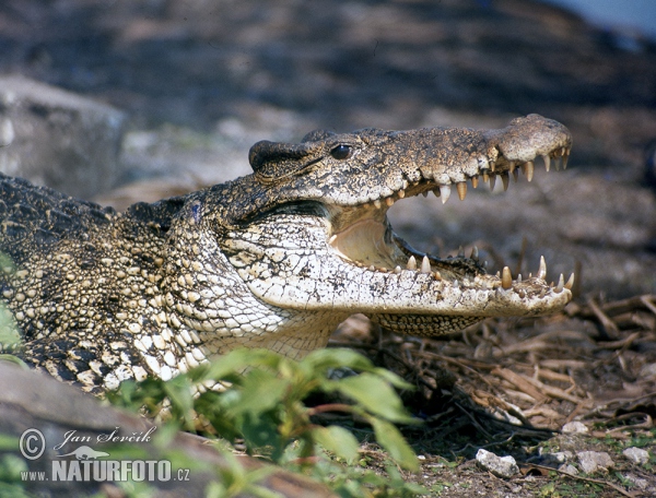 Krokodýl kubánský (Crocodylus rhombifer)