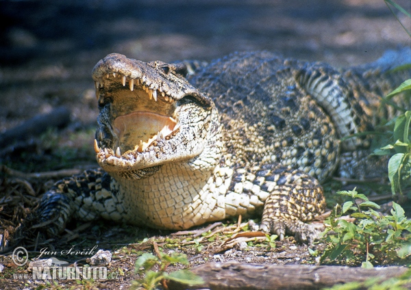 Krokodýl kubánský (Crocodylus rhombifer)