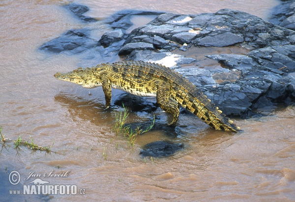 Krokodýl nilský (Crocodylus niloticus)