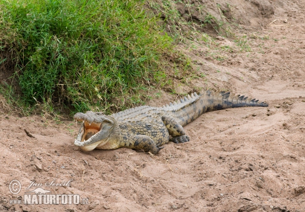 Krokodýl nilský (Crocodylus niloticus)