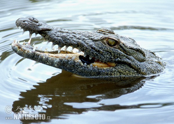 Krokodýl nilský (Crocodylus niloticus)