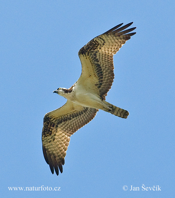 Kršiak rybožravý (Pandion haliaetus)