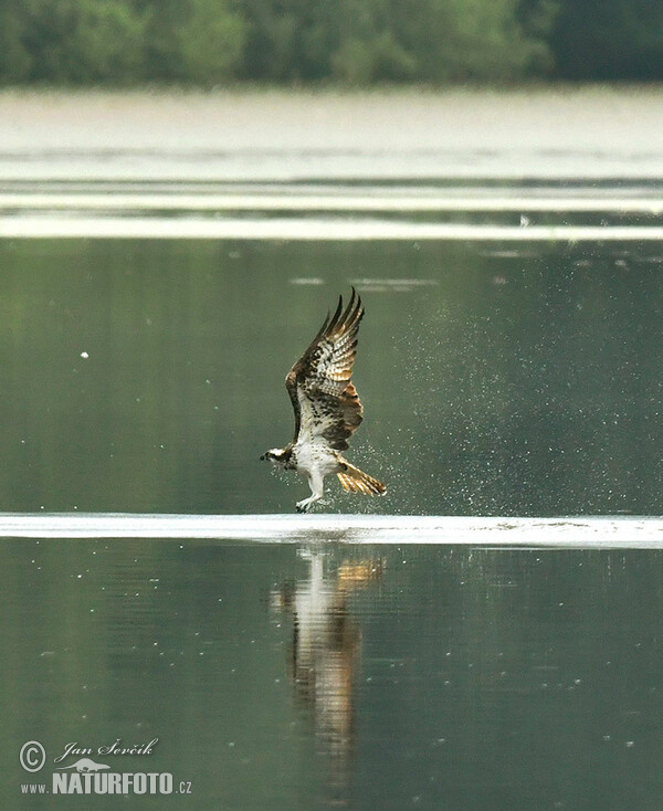 Kršiak rybožravý (Pandion haliaetus)