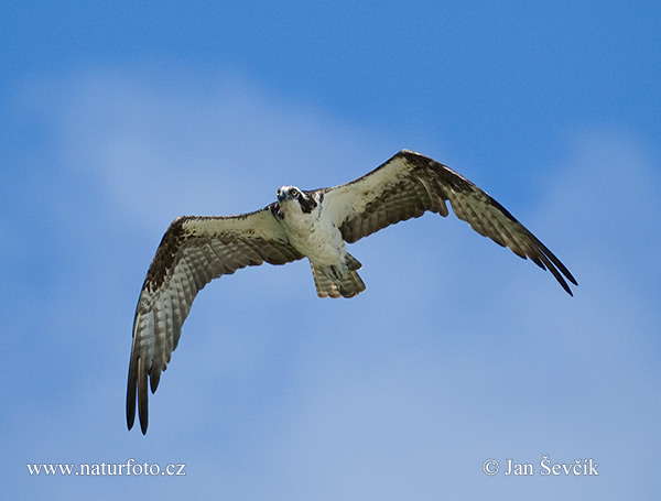 Kršiak rybožravý (Pandion haliaetus)