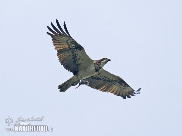 Kršiak rybožravý (Pandion haliaetus)