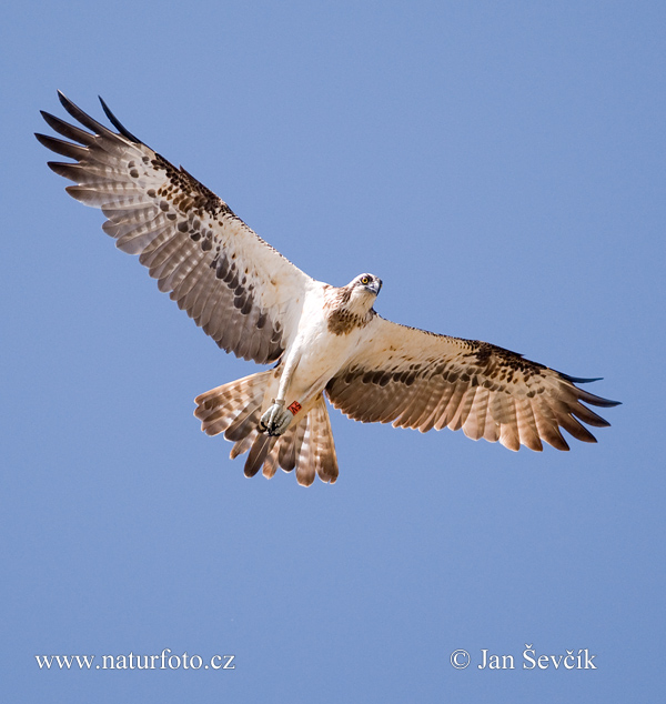 Kršiak rybožravý (Pandion haliaetus)