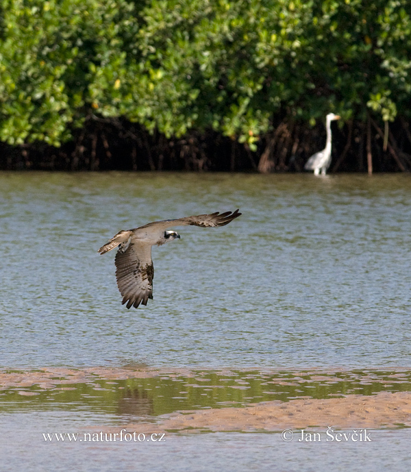 Kršiak rybožravý (Pandion haliaetus)