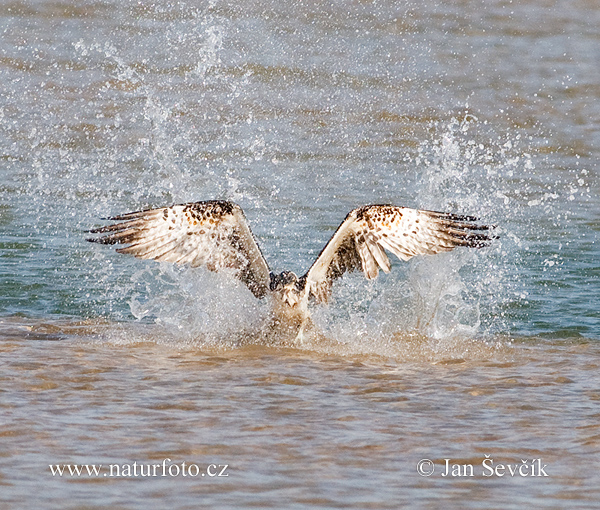 Kršiak rybožravý (Pandion haliaetus)