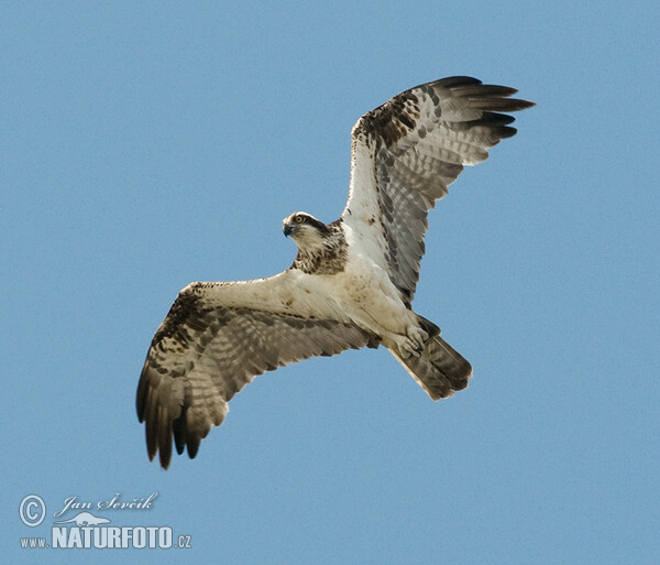 Kršiak rybožravý (Pandion haliaetus)