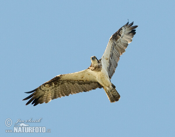 Kršiak rybožravý (Pandion haliaetus)