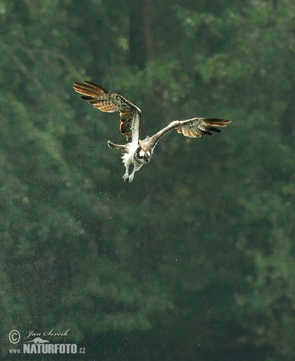 Kršiak rybožravý (Pandion haliaetus)