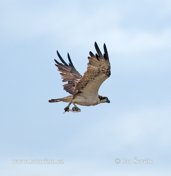 Kršiak rybožravý (Pandion haliaetus)