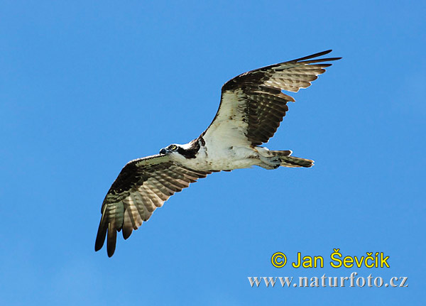 Kršiak rybožravý (Pandion haliaetus)