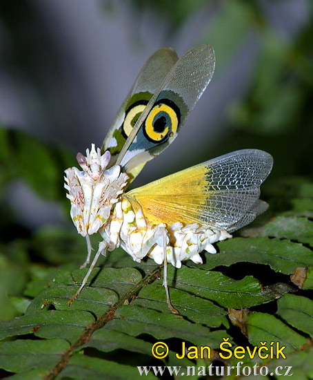Kudlanka (Pseudocreobotra wahlbergii)