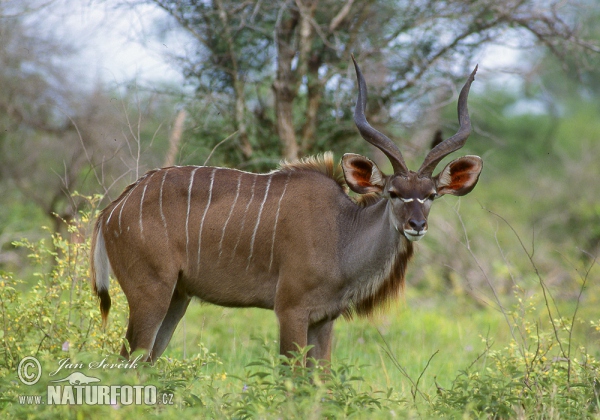 Kudu velký (Tragelaphus strepsiceros)