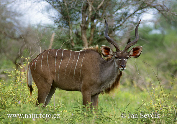 Kudu veľký (Tragelaphus strepsiceros)