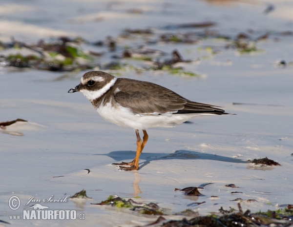 Kulík piesočný (Charadrius hiaticula)