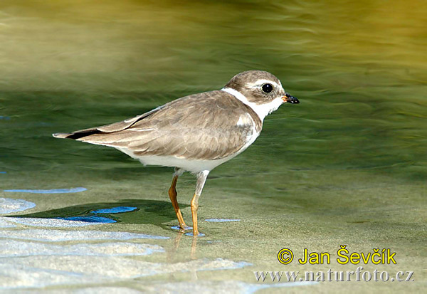 Kulík poloblanistý (Charadrius semipalmatus)