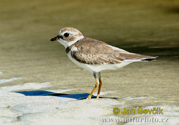 Kulík poloblanistý (Charadrius semipalmatus)