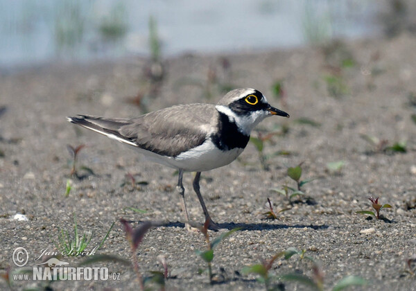 Kulík říční (Charadrius dubius)