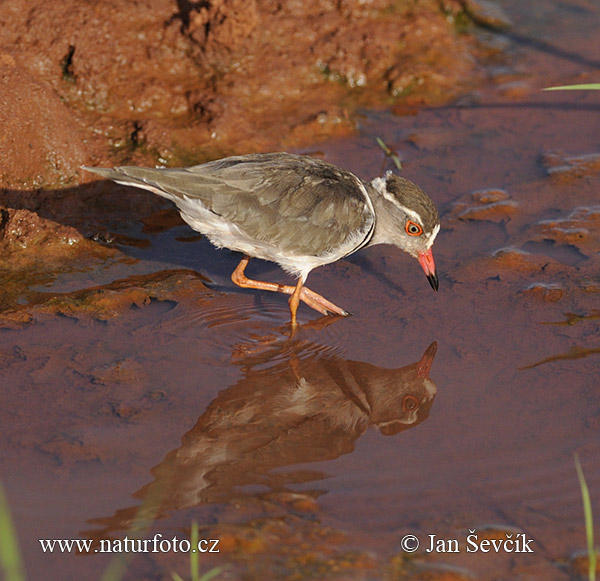 Kulík trojpásý (Charadrius tricollaris)
