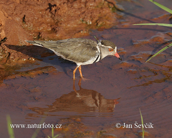 Kulík trojpásý (Charadrius tricollaris)