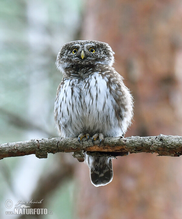 Kulíšek nejmenší (Glaucidium passerinum)