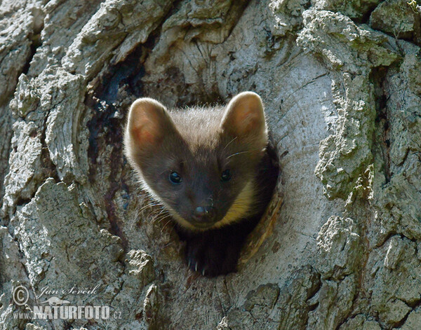 Kuna lesná (Martes martes)