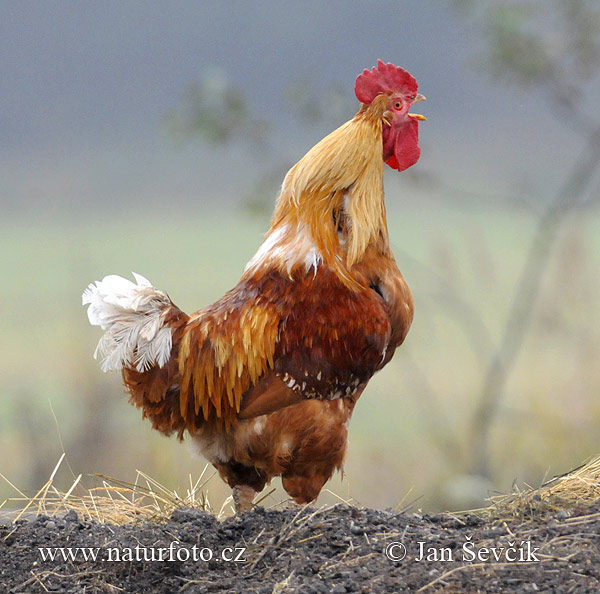 Kura domáca (Gallus domesticus)