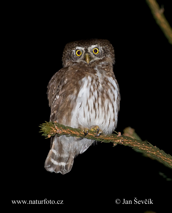 Kuvičok vrabčí (Glaucidium passerinum)