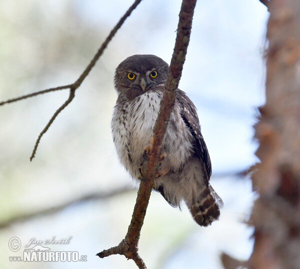 Kuvičok vrabčí (Glaucidium passerinum)