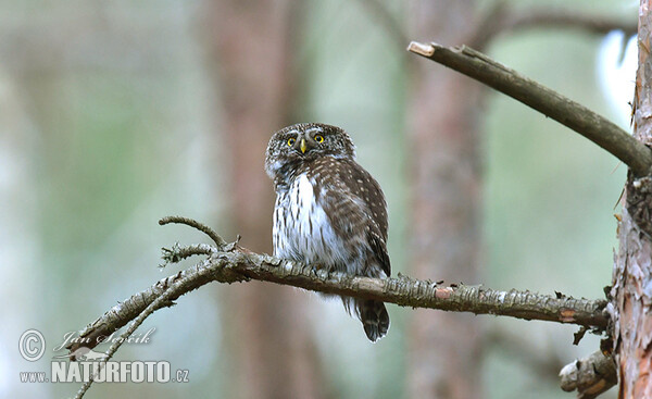 Kuvičok vrabčí (Glaucidium passerinum)