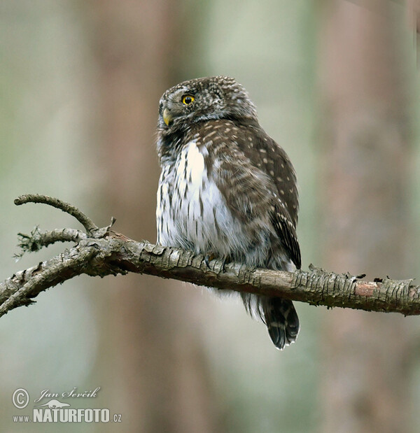 Kuvičok vrabčí (Glaucidium passerinum)