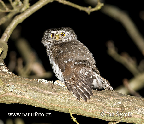 Kuvičok vrabčí (Glaucidium passerinum)