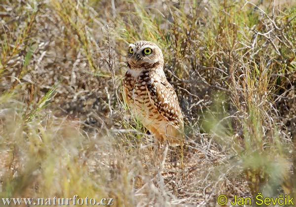 Kuvik zemný (Athene cunicularia)