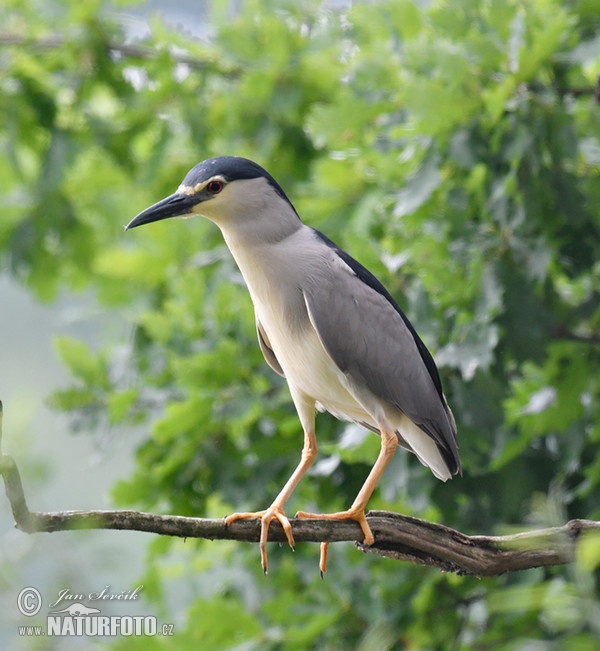 Kvakoš noční (Nycticorax nycticorax)