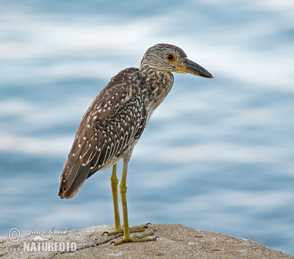 Kvakoš žlutočelý (Nyctanassa violacea)