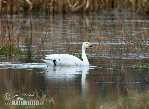 Labuť malá (Cygnus columbianus)