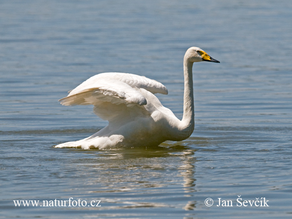 Labuť spevavá (Cygnus cygnus)