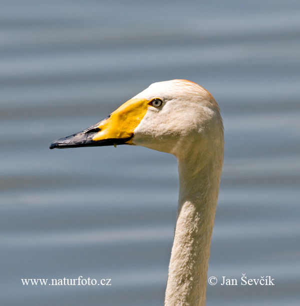 Labuť spevavá (Cygnus cygnus)