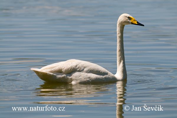 Labuť spevavá (Cygnus cygnus)