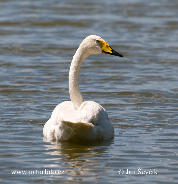 Labuť spevavá (Cygnus cygnus)