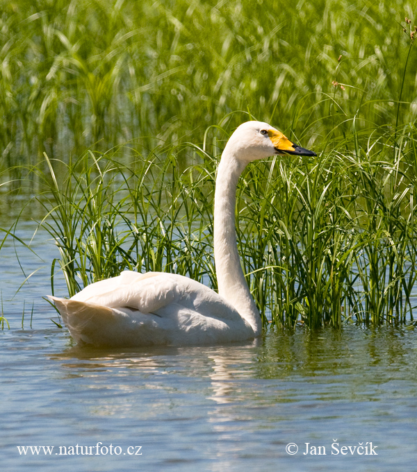 Labuť spevavá (Cygnus cygnus)